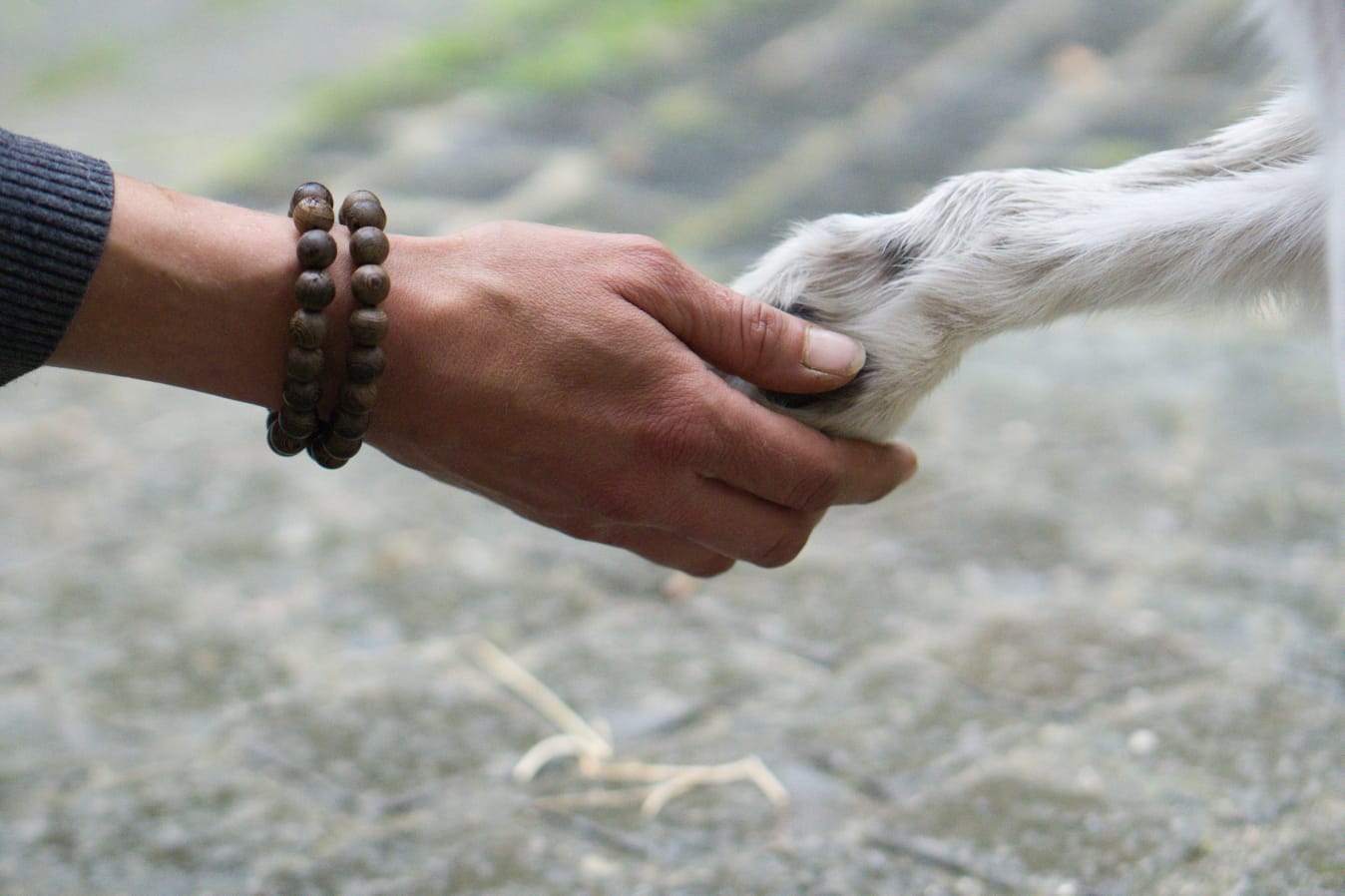 Hand hält behutsam eine Hundepfote